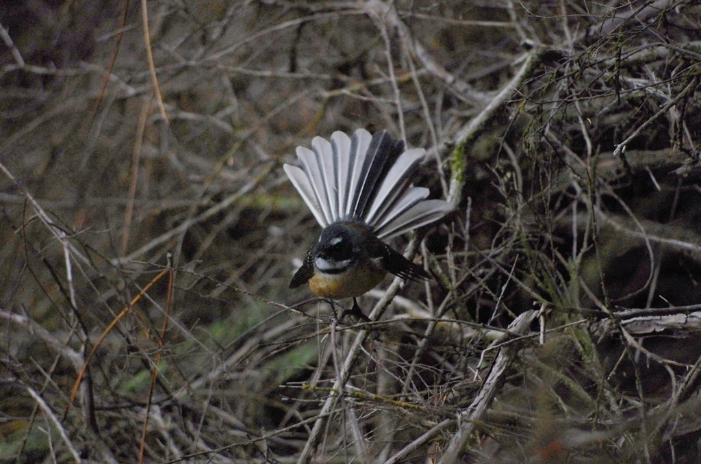 NZ fantail 3