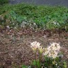 雨の日のLycoris 2