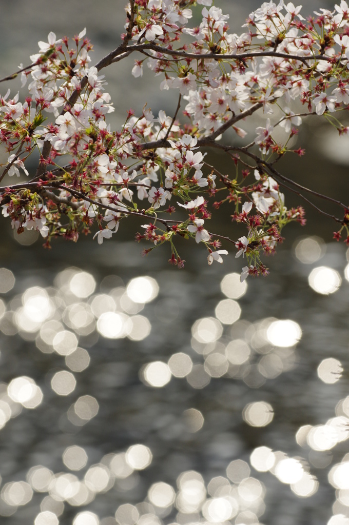 桜キラキラ