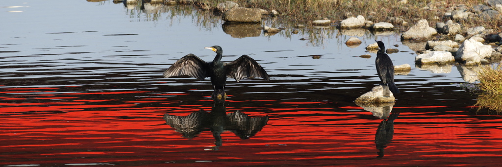 カワウポージング