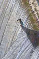 A blue green bird