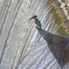 A blue green bird