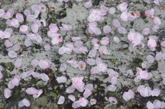 花びら