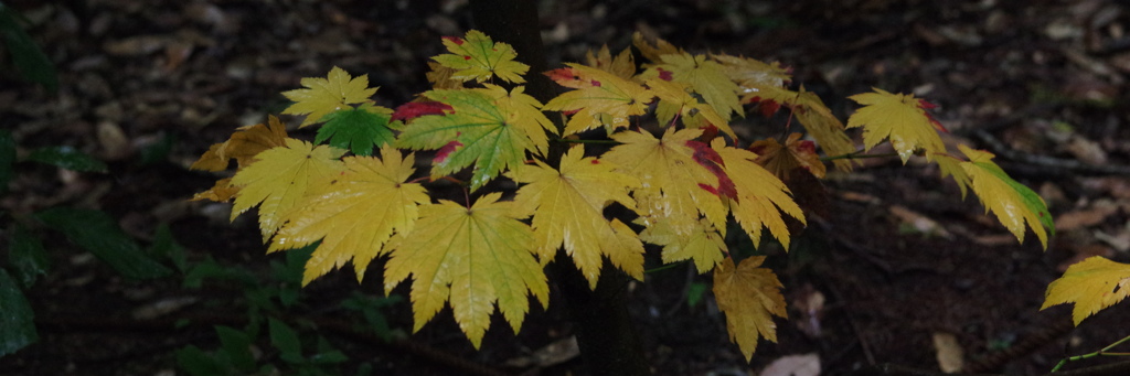 雨の紅葉３