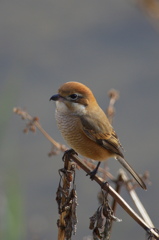 川辺の百舌鳥