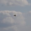 鳶　秋空2