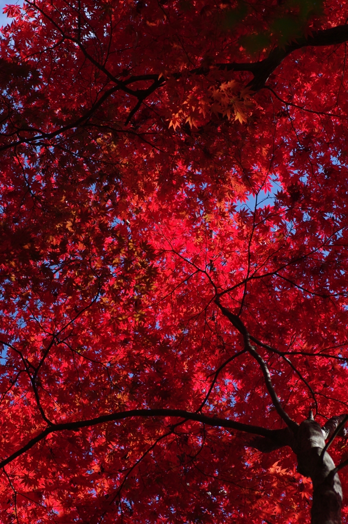 紅く燃ゆる