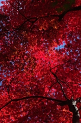 紅く燃ゆる