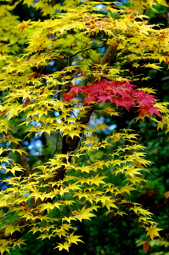 紅葉