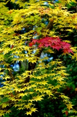 紅葉