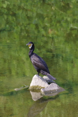 カワウ