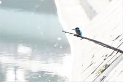 翡翠１
