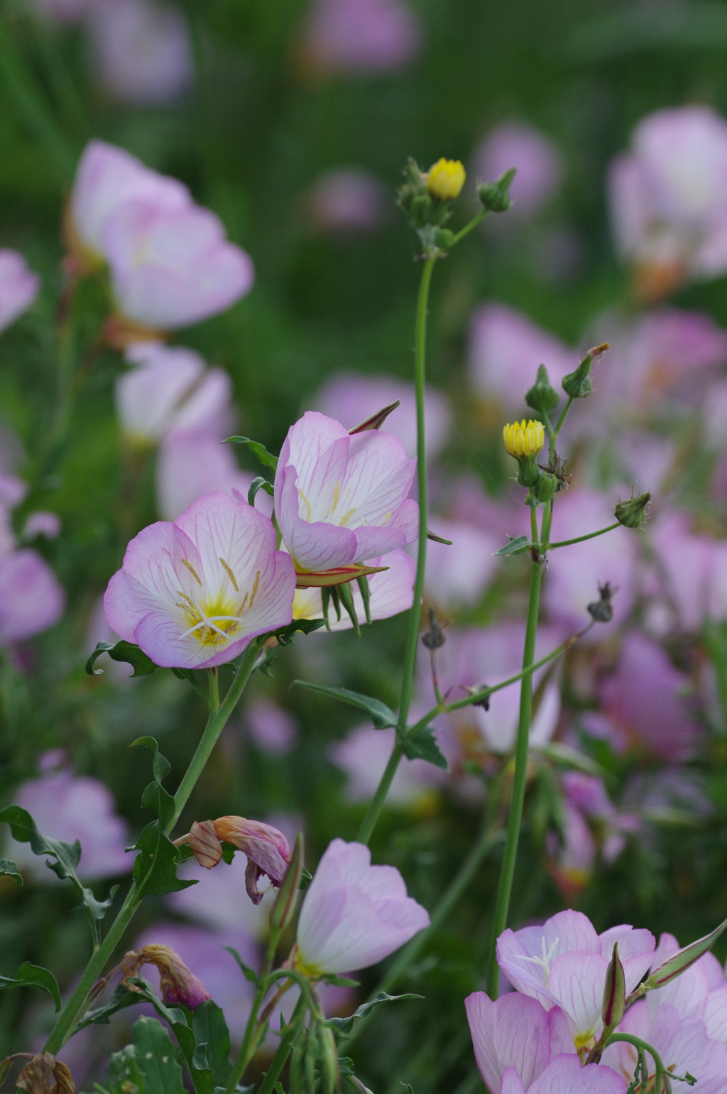 路傍の花２