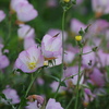 路傍の花２