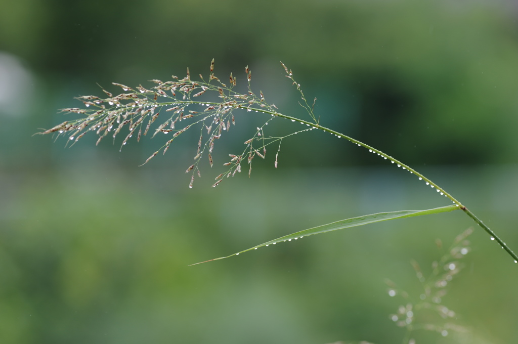 雨粒