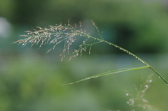 雨粒