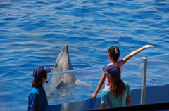 水族館イルカショー１０