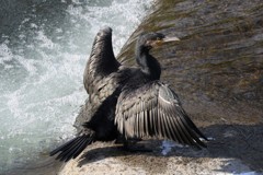 冬の鳥たち　カワウ