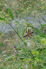 カワラヒワとスズメ２