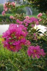 サルスベリの花