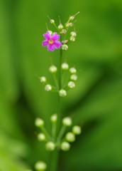 六甲高山植物園　クリンソウ