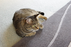 キジトラ猫ポートレート１