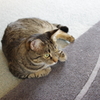 キジトラ猫ポートレート１
