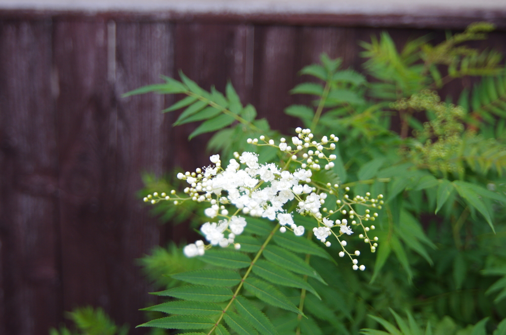 ガマズミの仲間