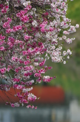 紅白桜