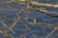 冬の鳥たち　翡翠
