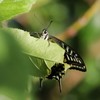 秋のアゲハ