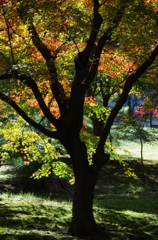 日差し