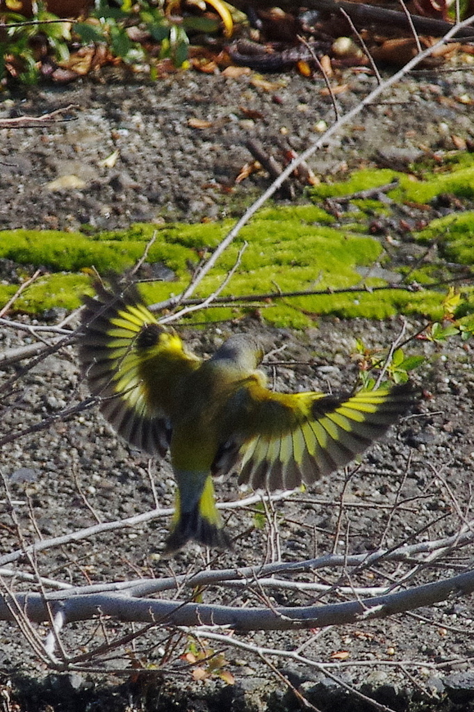 カワラヒワ扇