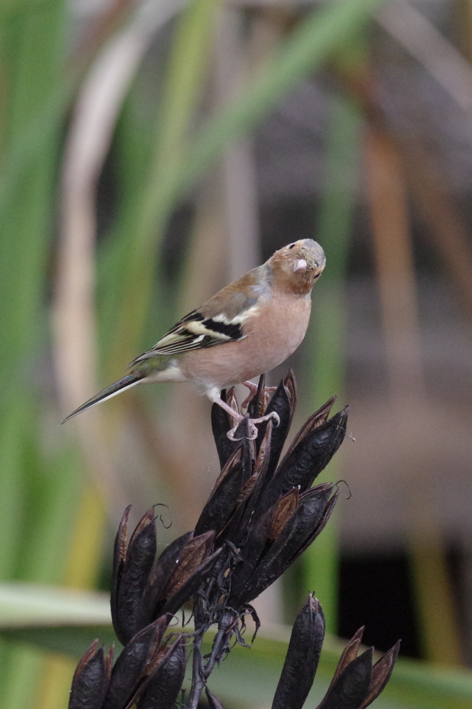 A bird in NZ