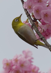 桜とメジロ４