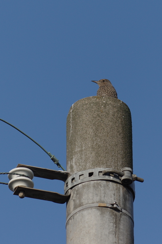 電柱の上のイソヒヨドリ