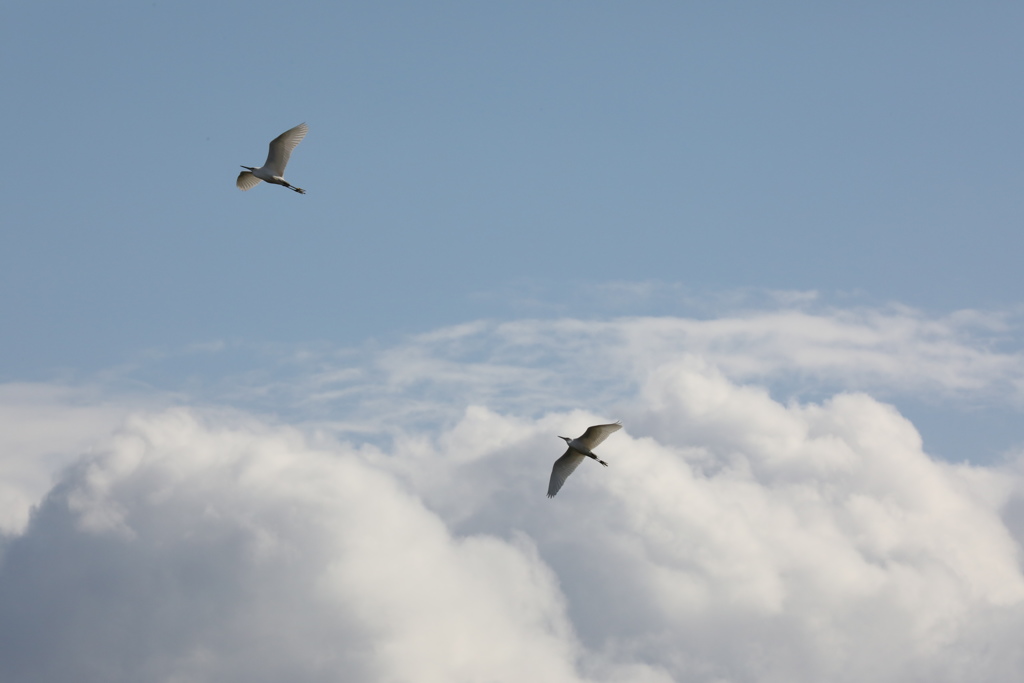 冬の空