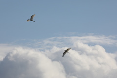 冬の空