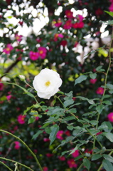 山茶花と白バラ