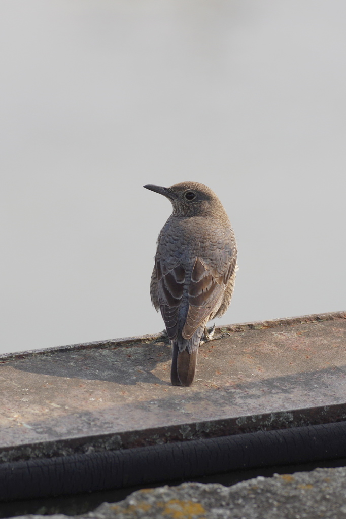 見返りイソヒヨドリ