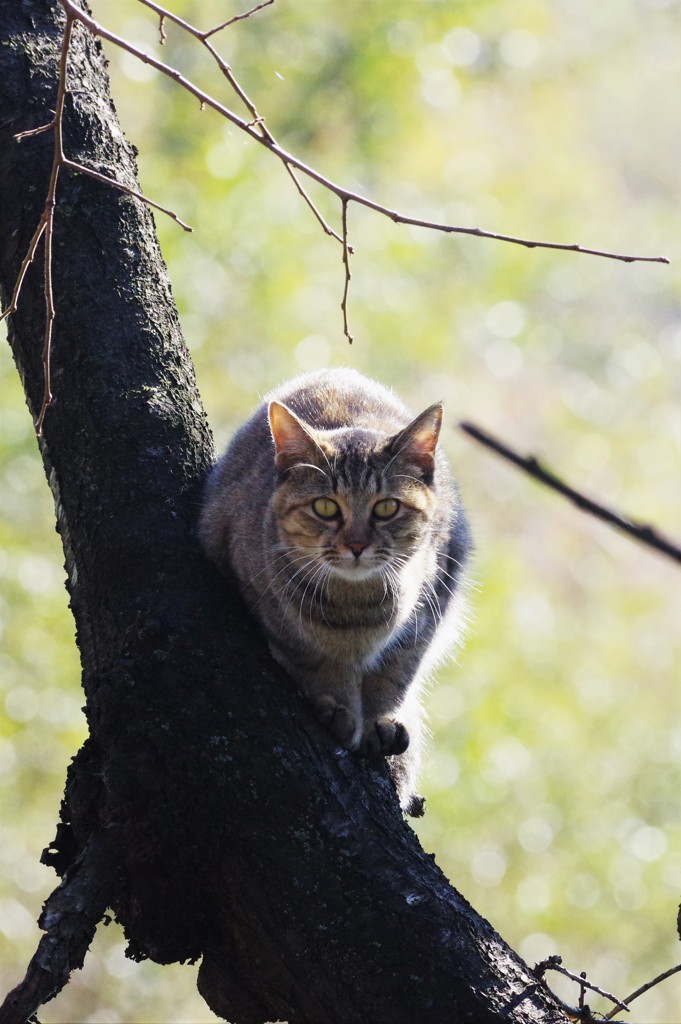 逆光猫１