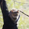 逆光猫１