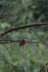 朝のカワセミ3