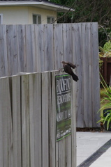 Another bird in NZ 2