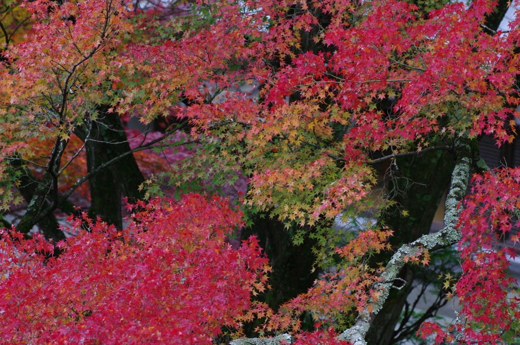 錦織
