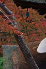 経堂と紅葉