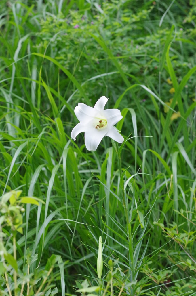 Shirayuri