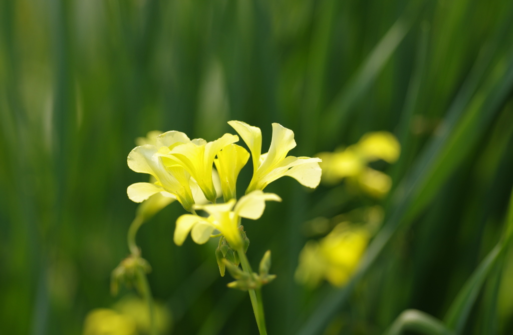 路傍の花