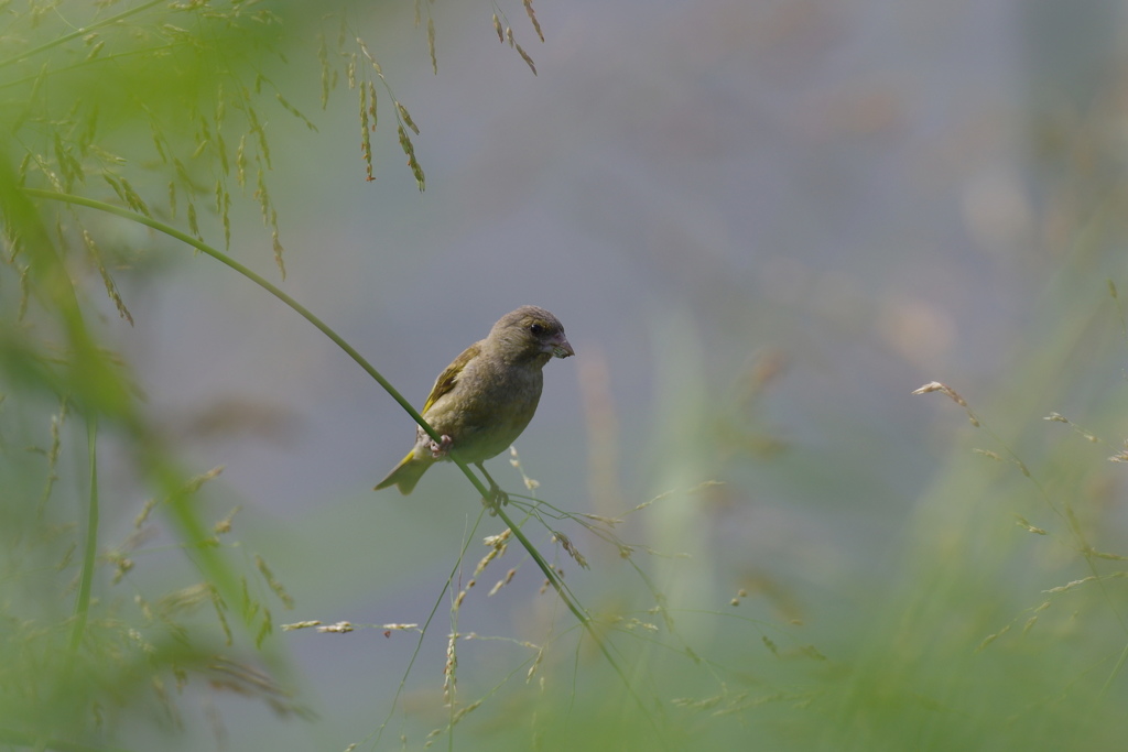 野鳥のいる風景３　カワラヒワ