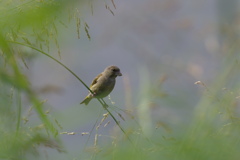 野鳥のいる風景３　カワラヒワ